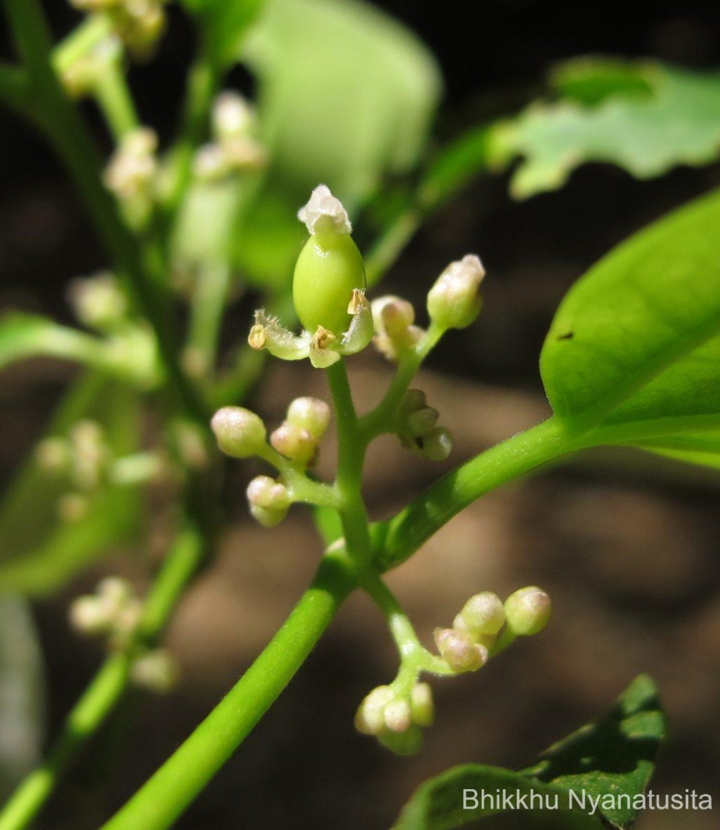 Celtis philippensis Blanco